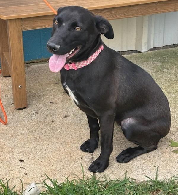 Enlarge Missy, a Adoptable mixed breed in Madison, AL image 5/6