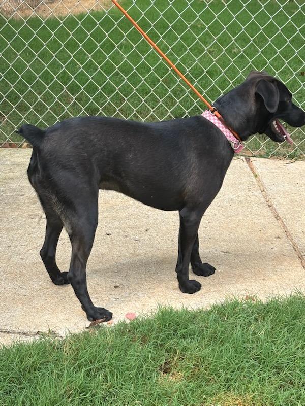 Enlarge Missy, a Adoptable mixed breed in Madison, AL image 6/6