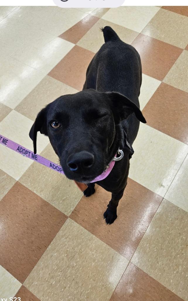 Enlarge Missy, a Adoptable mixed breed in Madison, AL image 6/6