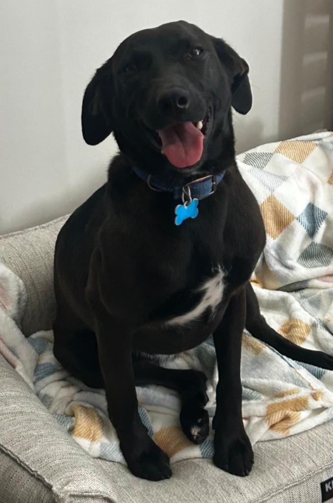 Enlarge Missy, a Adoptable mixed breed in Madison, AL image 6/6