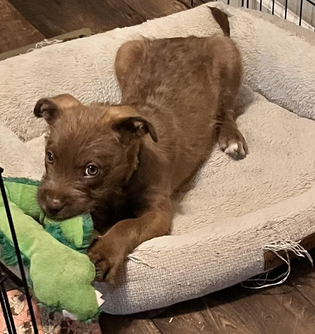 Sterling (Peg-fostered in TN), a Adoptable mixed breed in Brooklyn, CT image 2/6