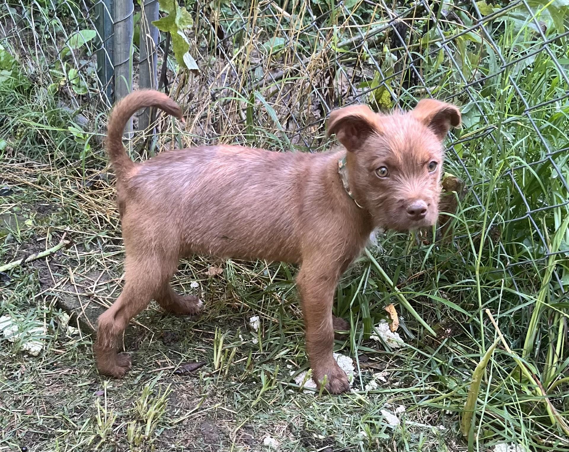 Sterling (Peg-fostered in TN), a Adoptable mixed breed in Brooklyn, CT image 4/6