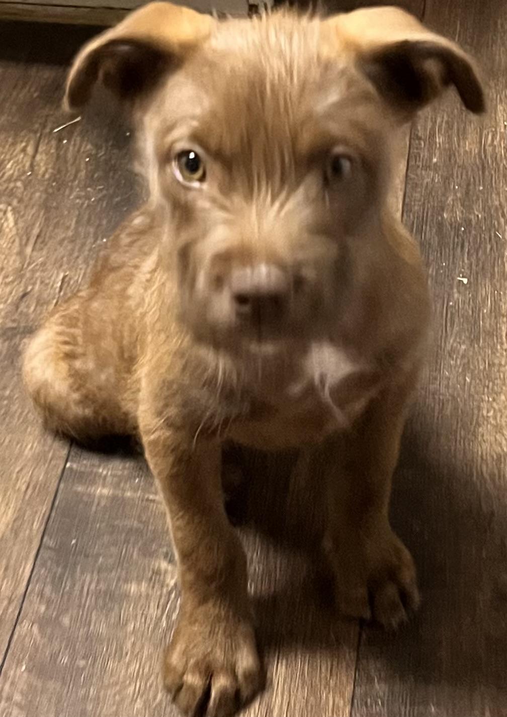 Sterling (Peg-fostered in TN), a Adoptable mixed breed in Brooklyn, CT image 3/6