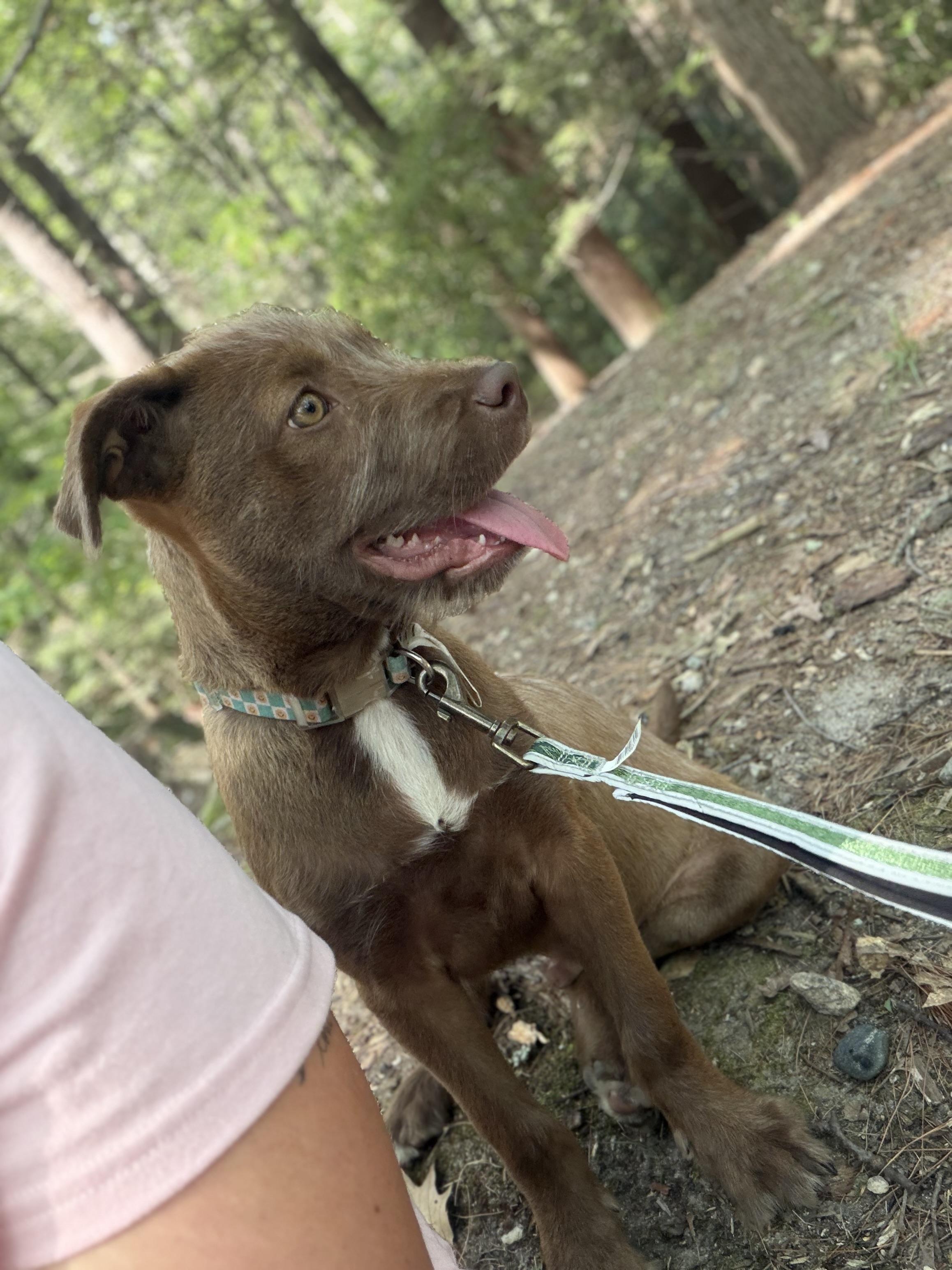 Sterling (Kendra fostered in New England), adopted, Puppy Male Terrier & Mastiff.