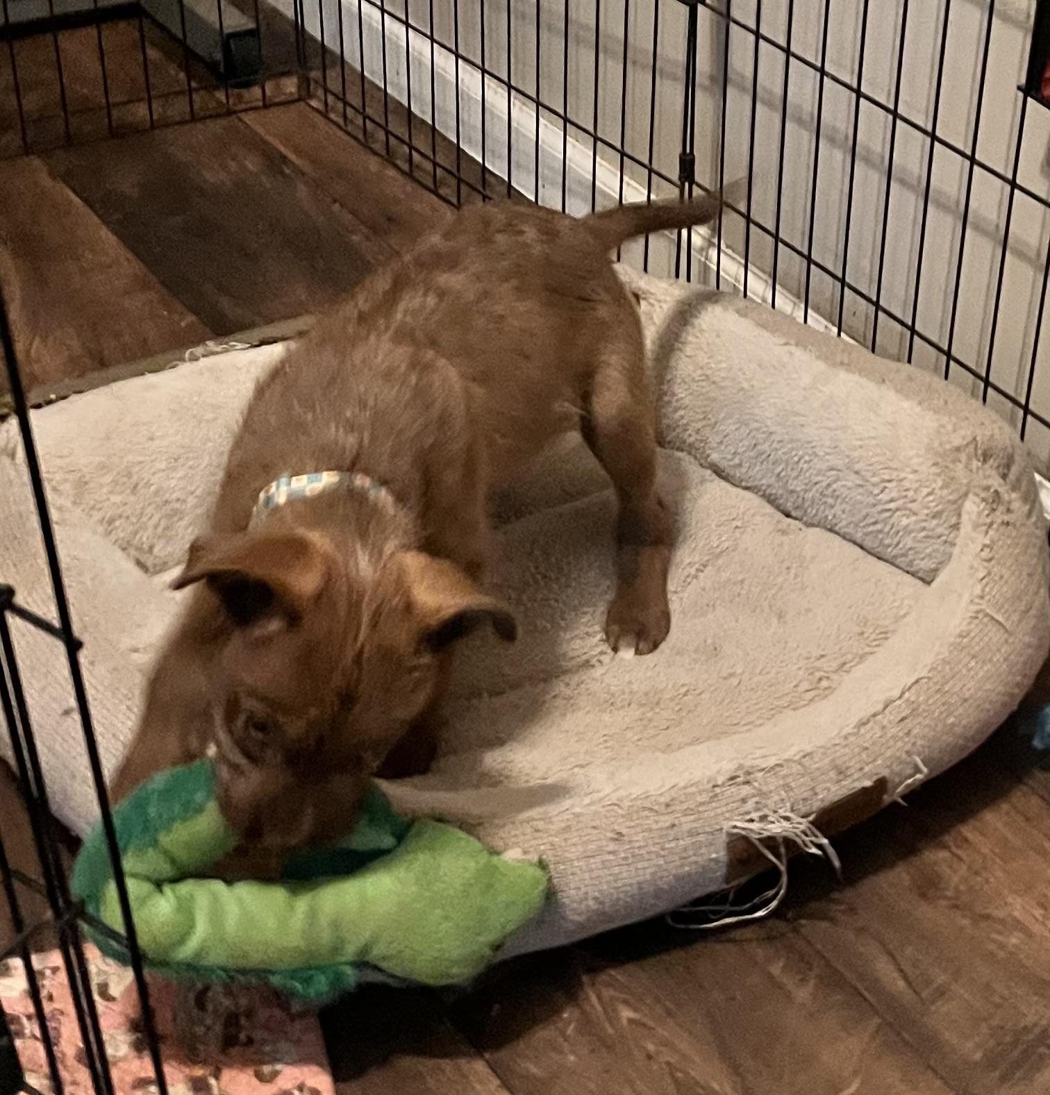 Sterling (Peg-fostered in TN), a Adoptable mixed breed in Brooklyn, CT image 6/6