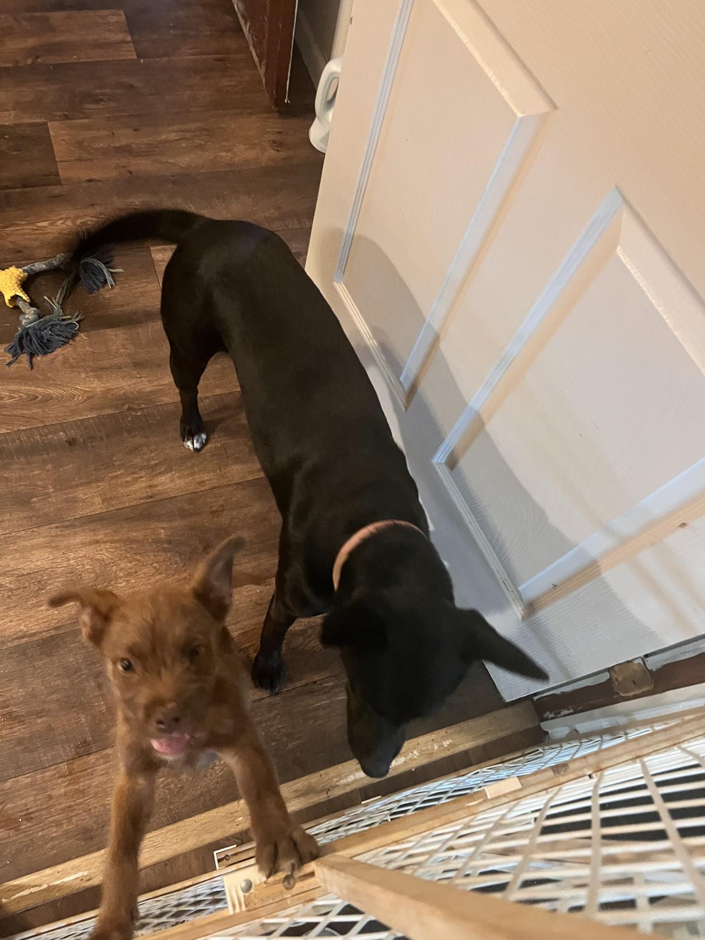 Sterling (Peg-fostered in TN), a Adoptable mixed breed in Brooklyn, CT image 5/6
