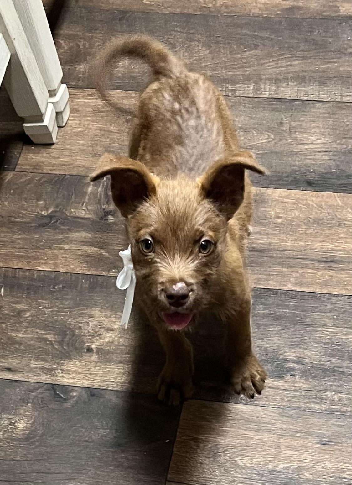Sterling (Peg-fostered in TN), Adoptable, Puppy Male Terrier & Mastiff.