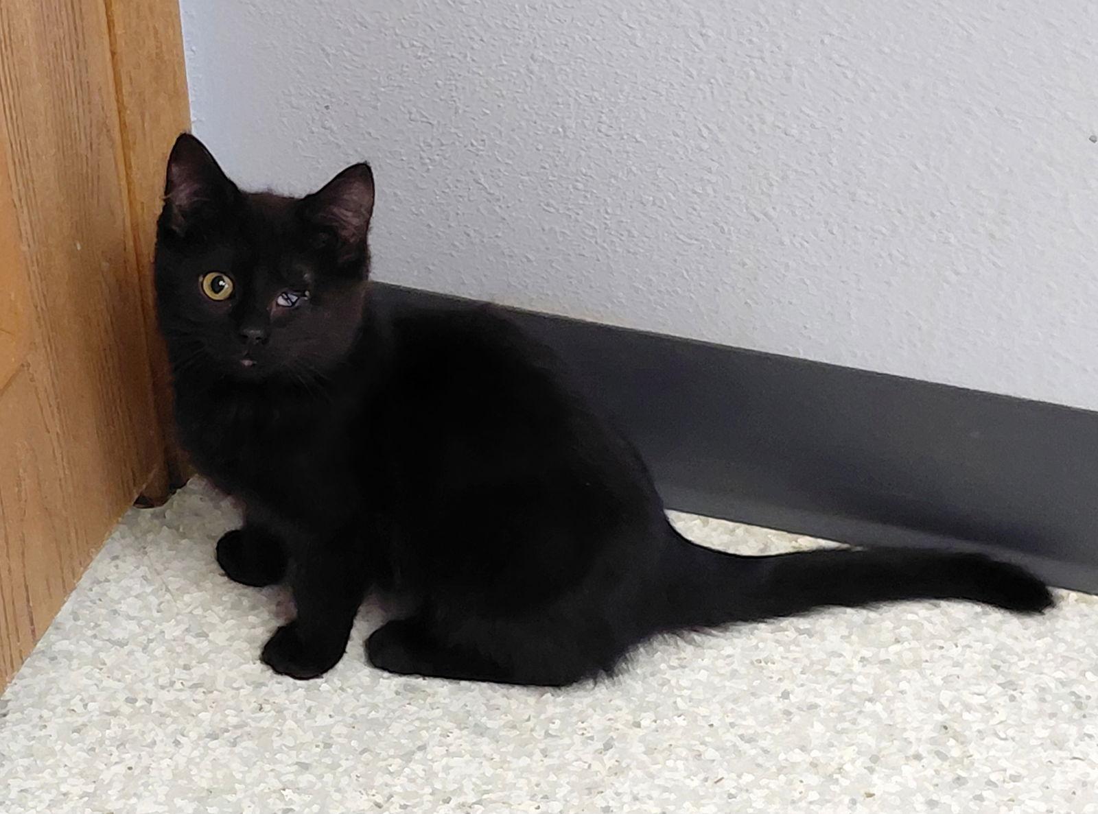 Enlarge Tilley, a Adoptable Domestic Medium Hair in Montello, WI image 1/3