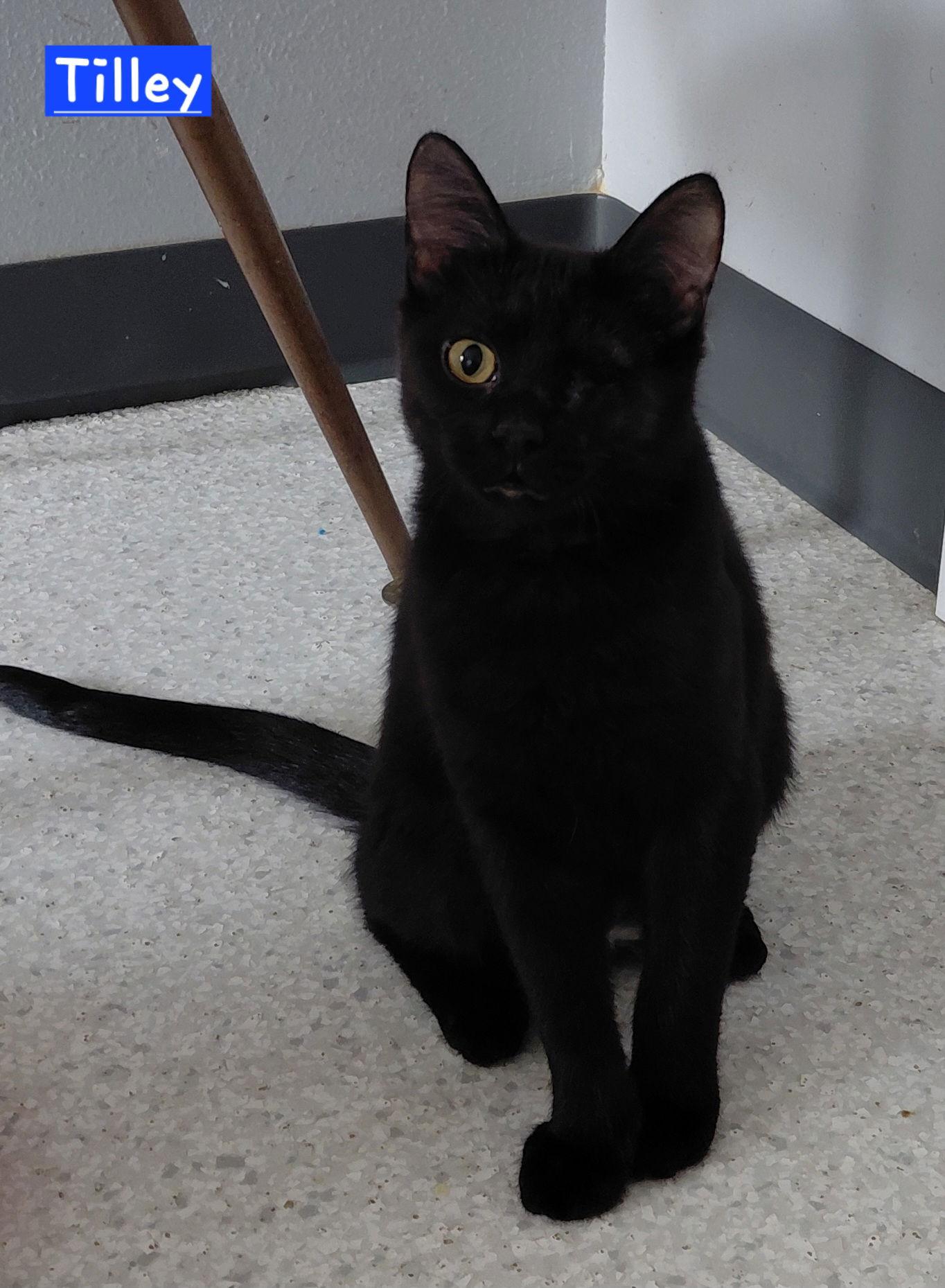 Tilley, Adoptable, Kitten Female Domestic Medium Hair.