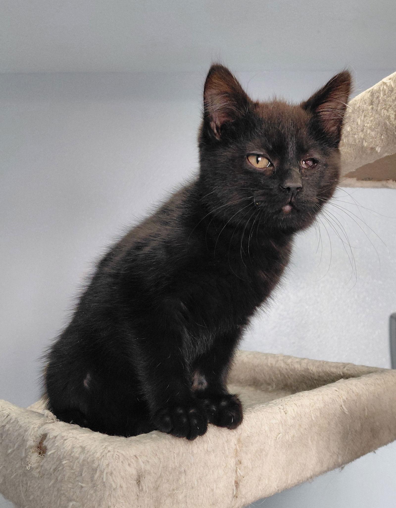 Enlarge Tilley, a Adoptable Domestic Medium Hair in Montello, WI image 2/3