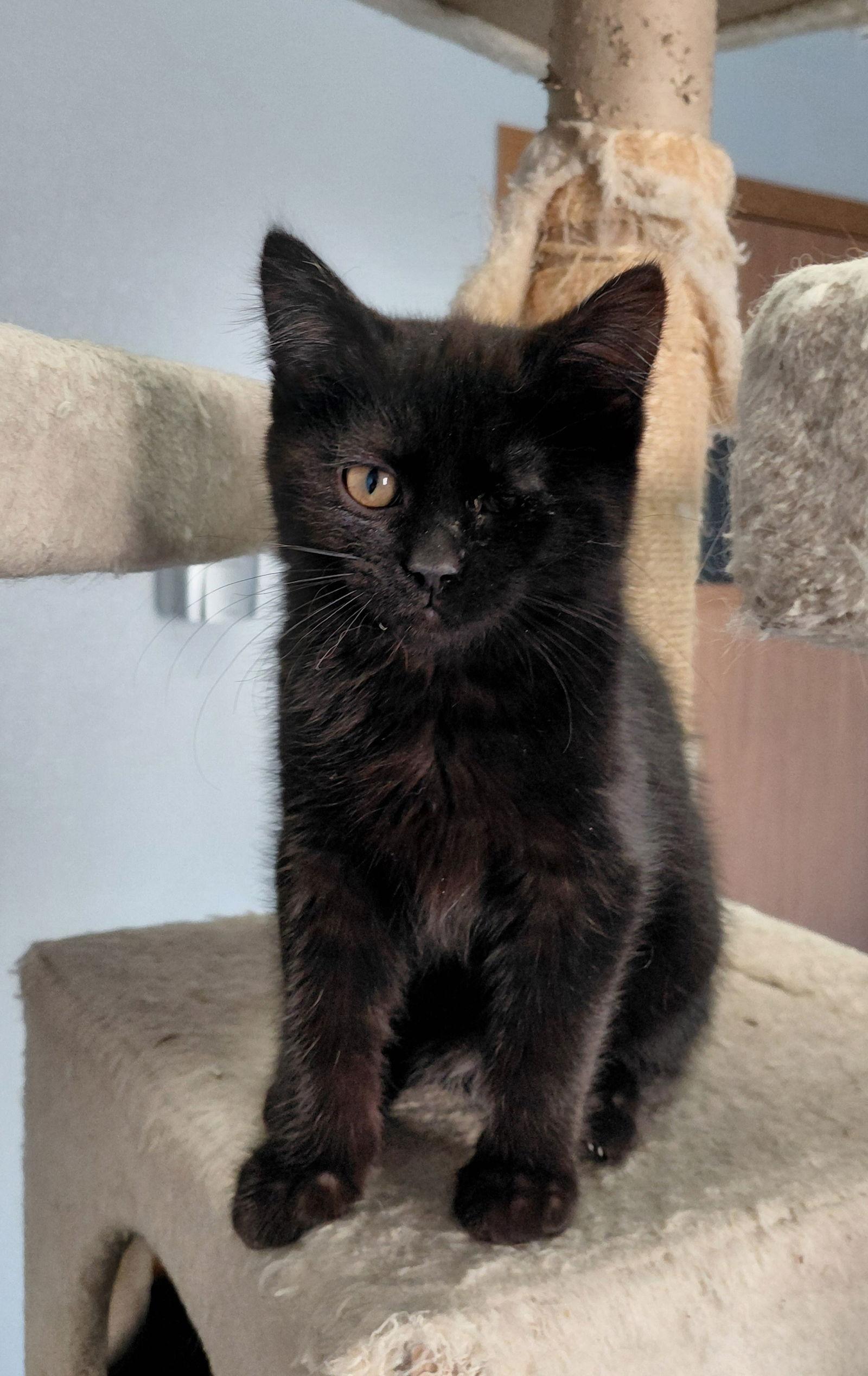 Enlarge Tilley, a Adoptable Domestic Medium Hair in Montello, WI image 3/3