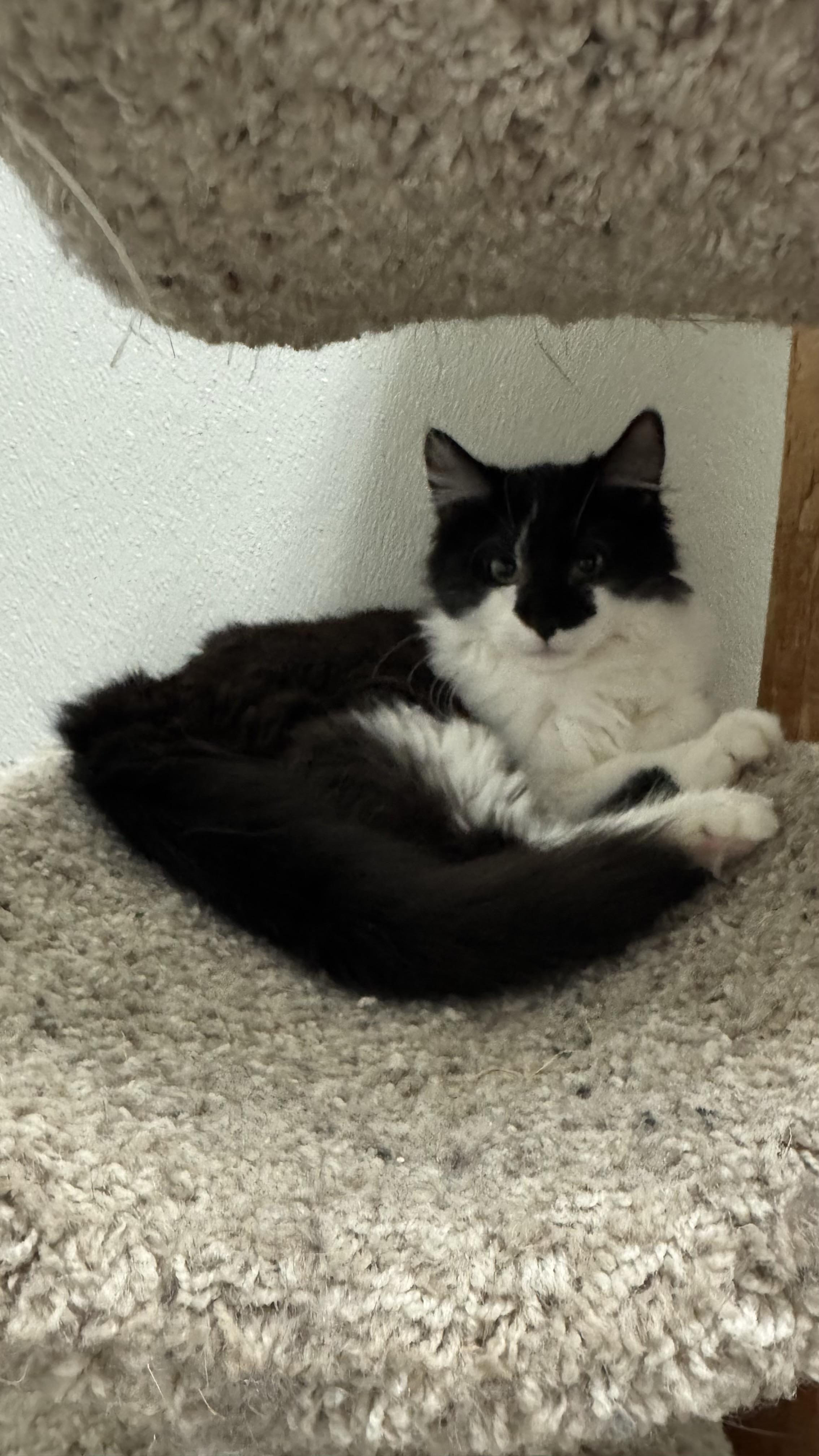 Enlarge Wendy, an adopted Domestic Long Hair in Fall River, MA image 3/3