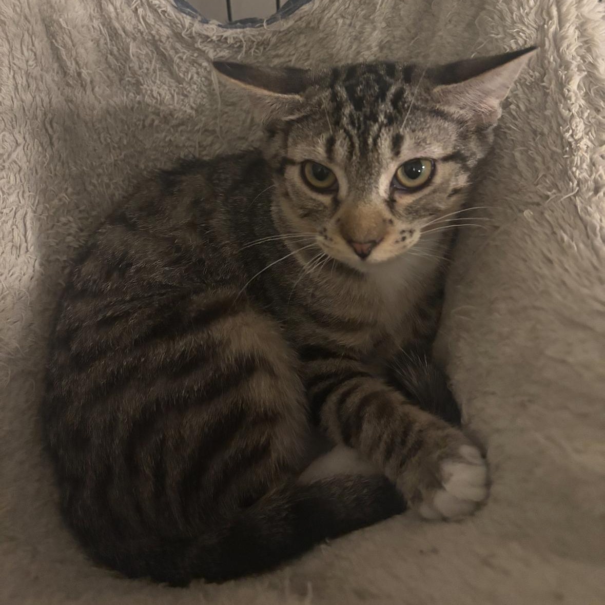 Enlarge Garlic Bread, a ADOPTABLE Tabby in Woodlawn, TN image 3/4