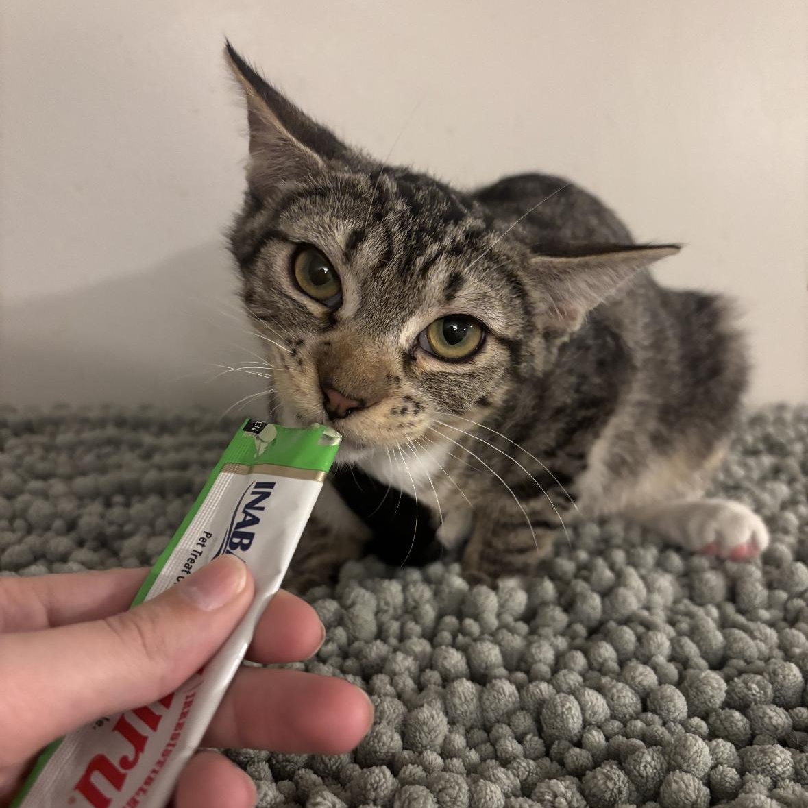 Enlarge Garlic Bread, a ADOPTABLE Tabby in Woodlawn, TN image 2/4