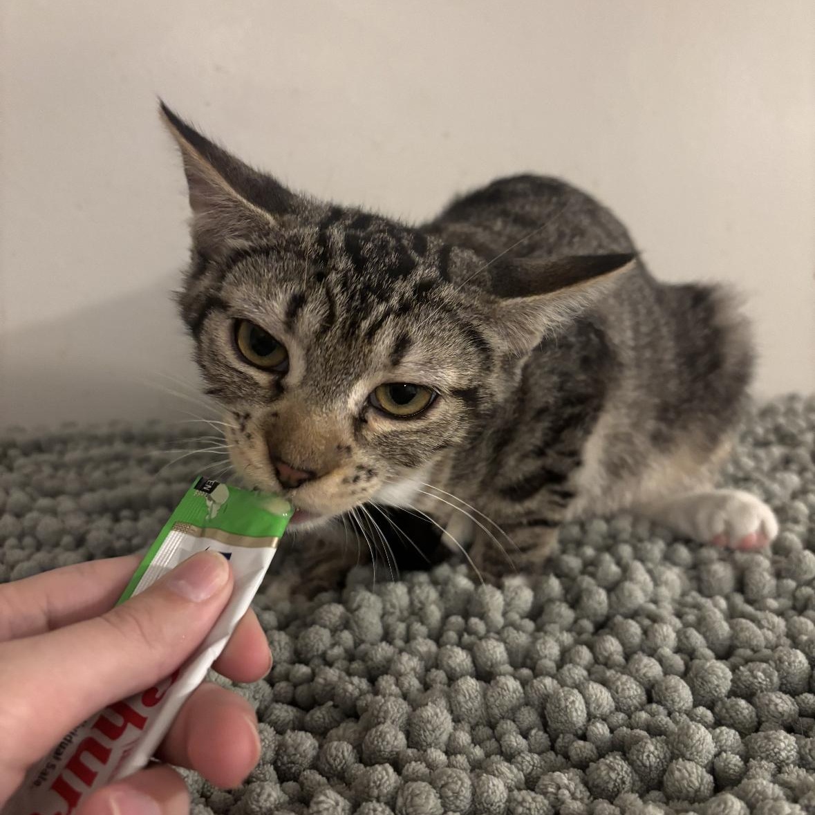 Enlarge Garlic Bread, a ADOPTABLE Tabby in Woodlawn, TN image 4/4