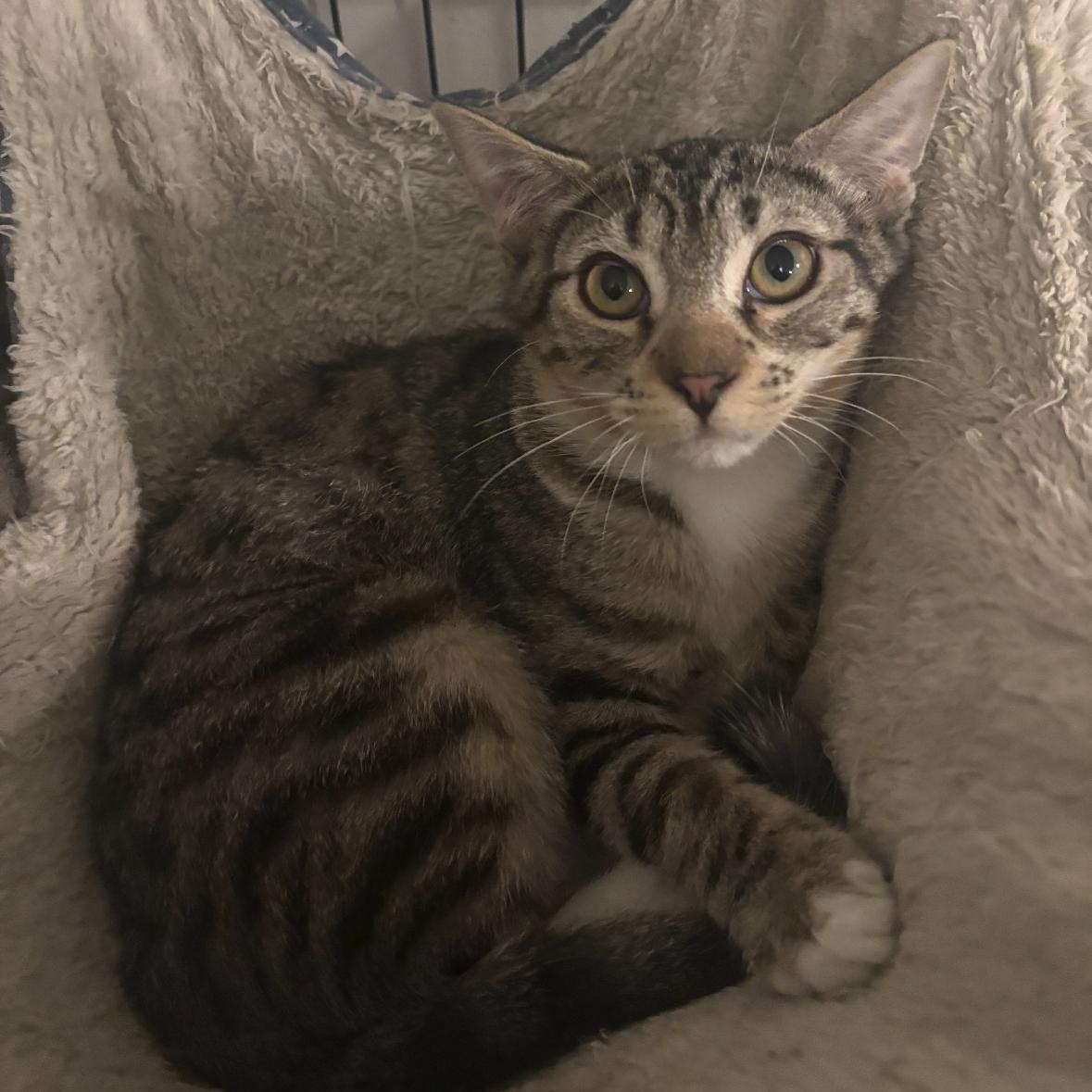 Garlic Bread, ADOPTABLE, Kitten Male Tabby.