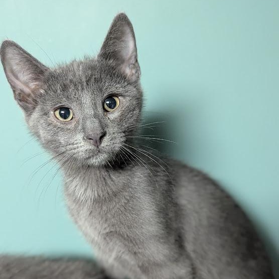 Enlarge Lil Gray, a Adoptable Domestic Short Hair in Shippenville, PA image 2/4