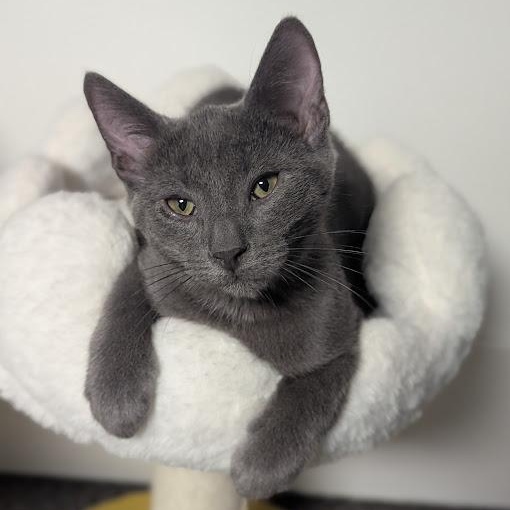 Lil Gray, Adoptable, Kitten Male Domestic Short Hair.