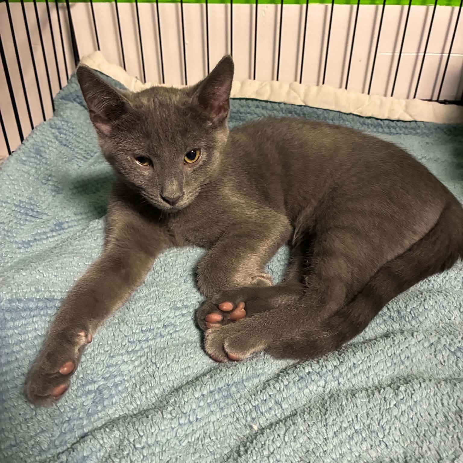 Enlarge Lil Gray, a Adoptable Domestic Short Hair in Shippenville, PA image 4/4