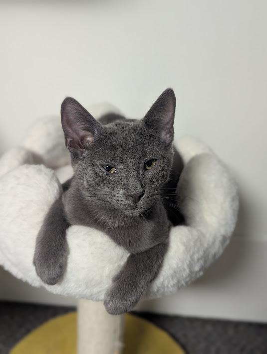 Enlarge Lil Gray, a Adoptable Domestic Short Hair in Shippenville, PA image 3/4