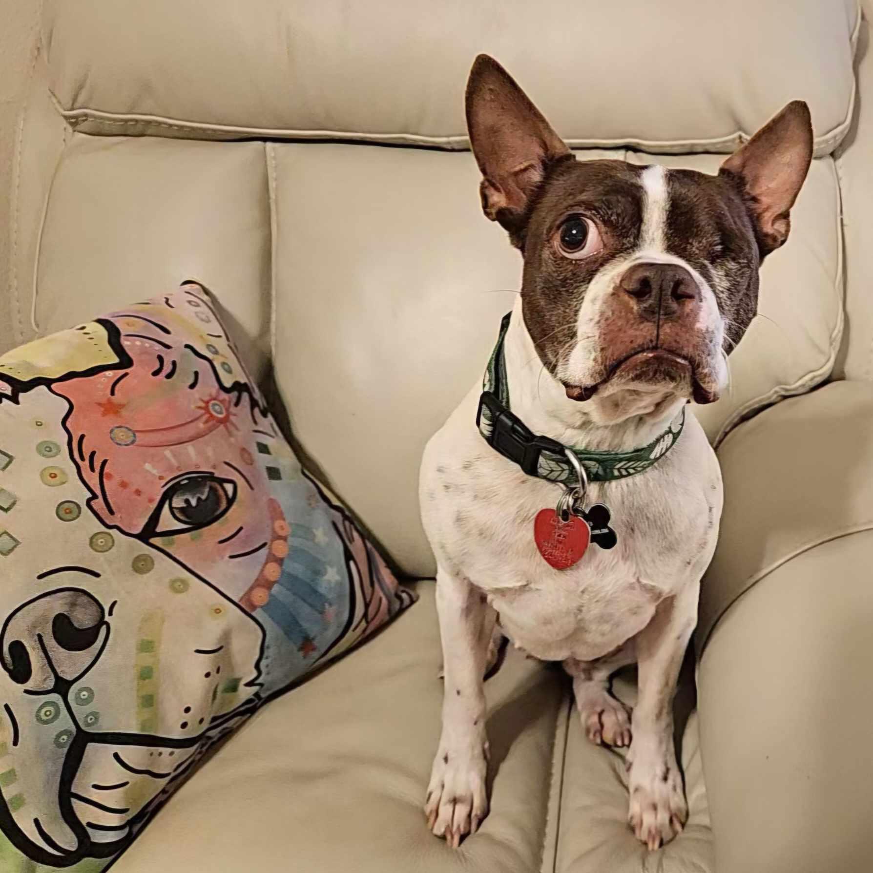 Enlarge Pixie Lou, a Adoptable Boston Terrier in Muskogee, OK image 3/5