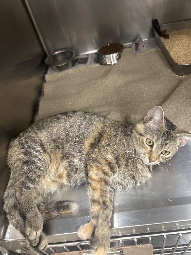 Edna Mode, Adoptable, Young Female Domestic Short Hair.