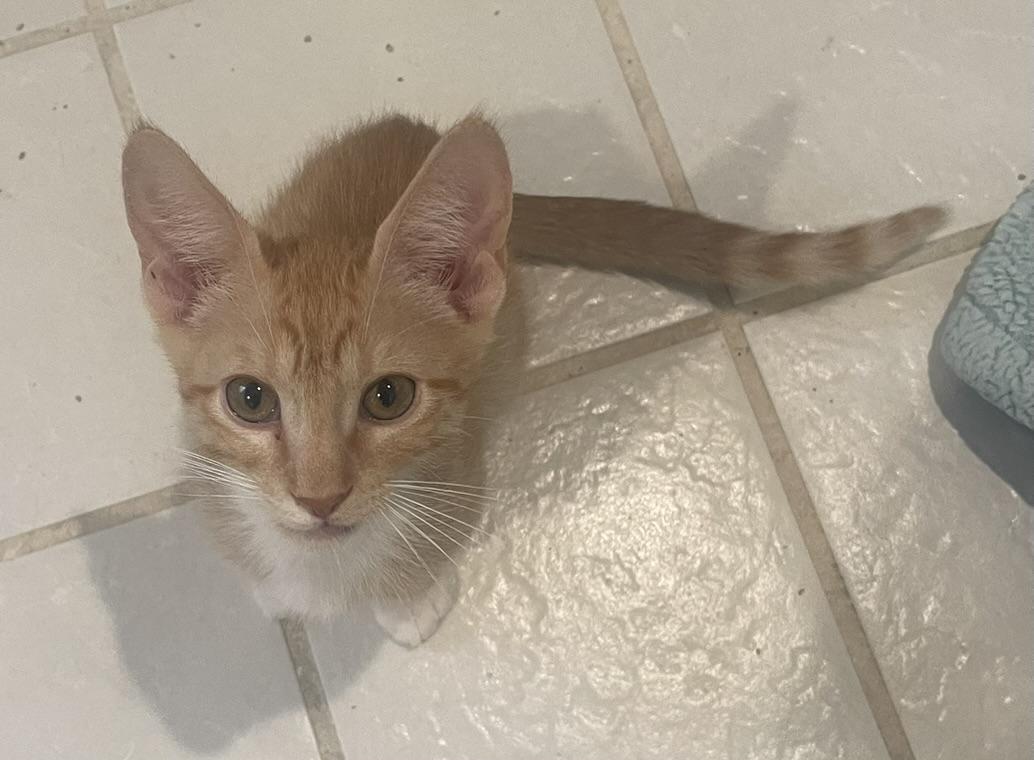 Ozzy-Portofino PetSmart