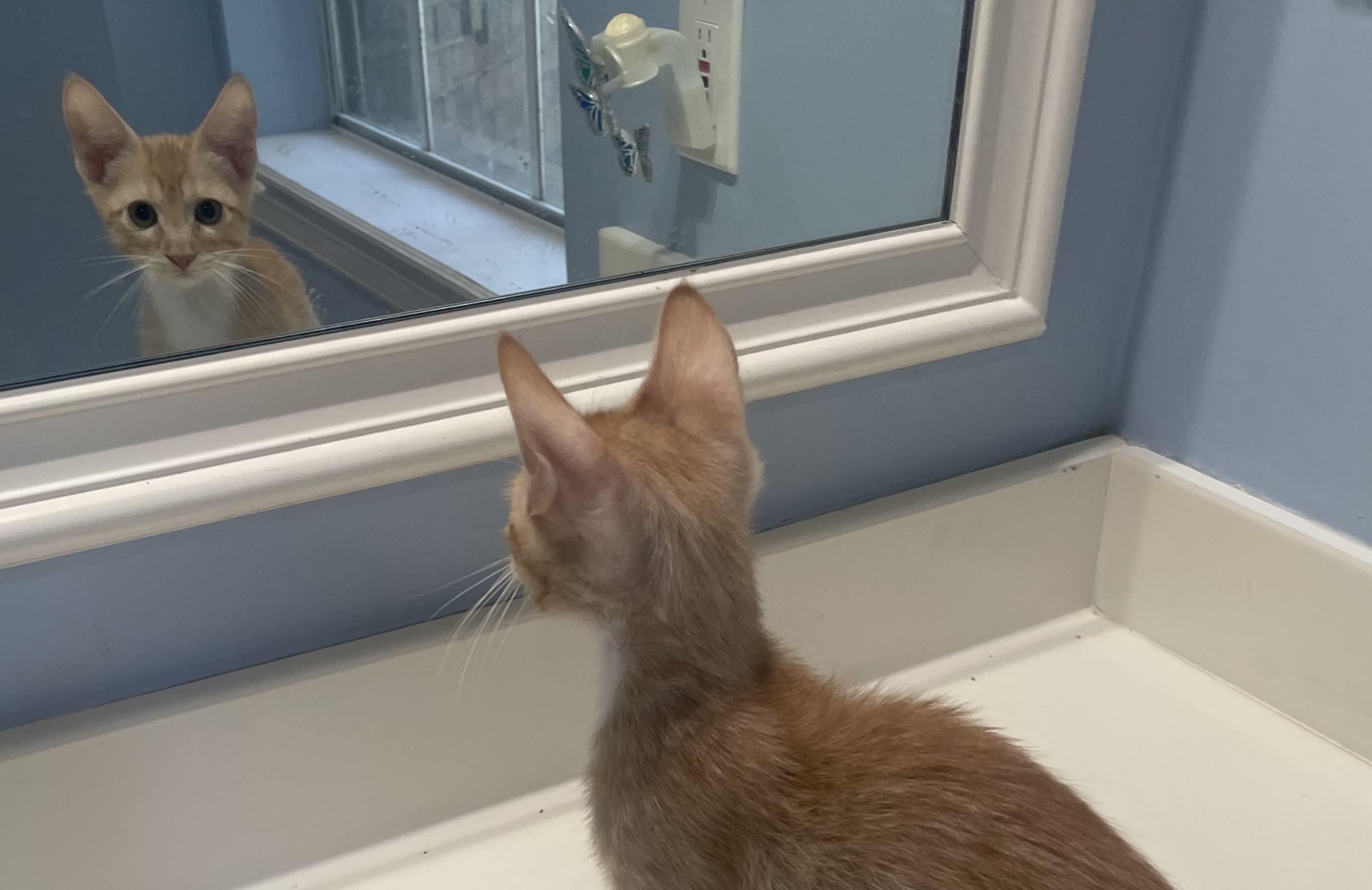 Ozzy-Portofino PetSmart