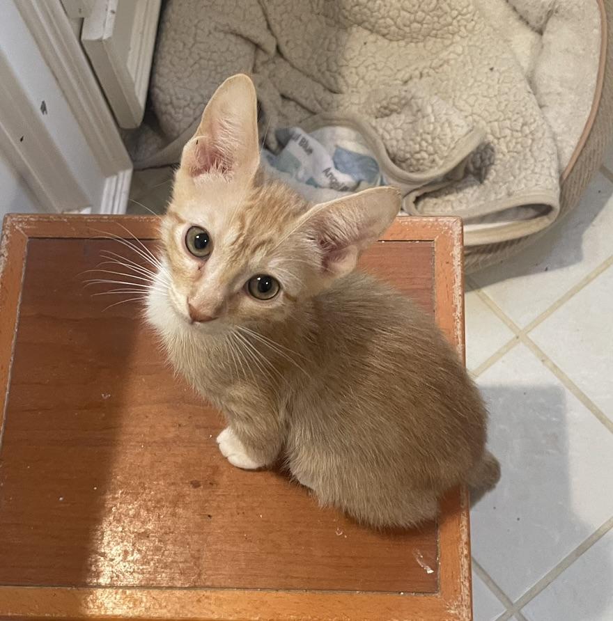 Ozzy-Portofino PetSmart