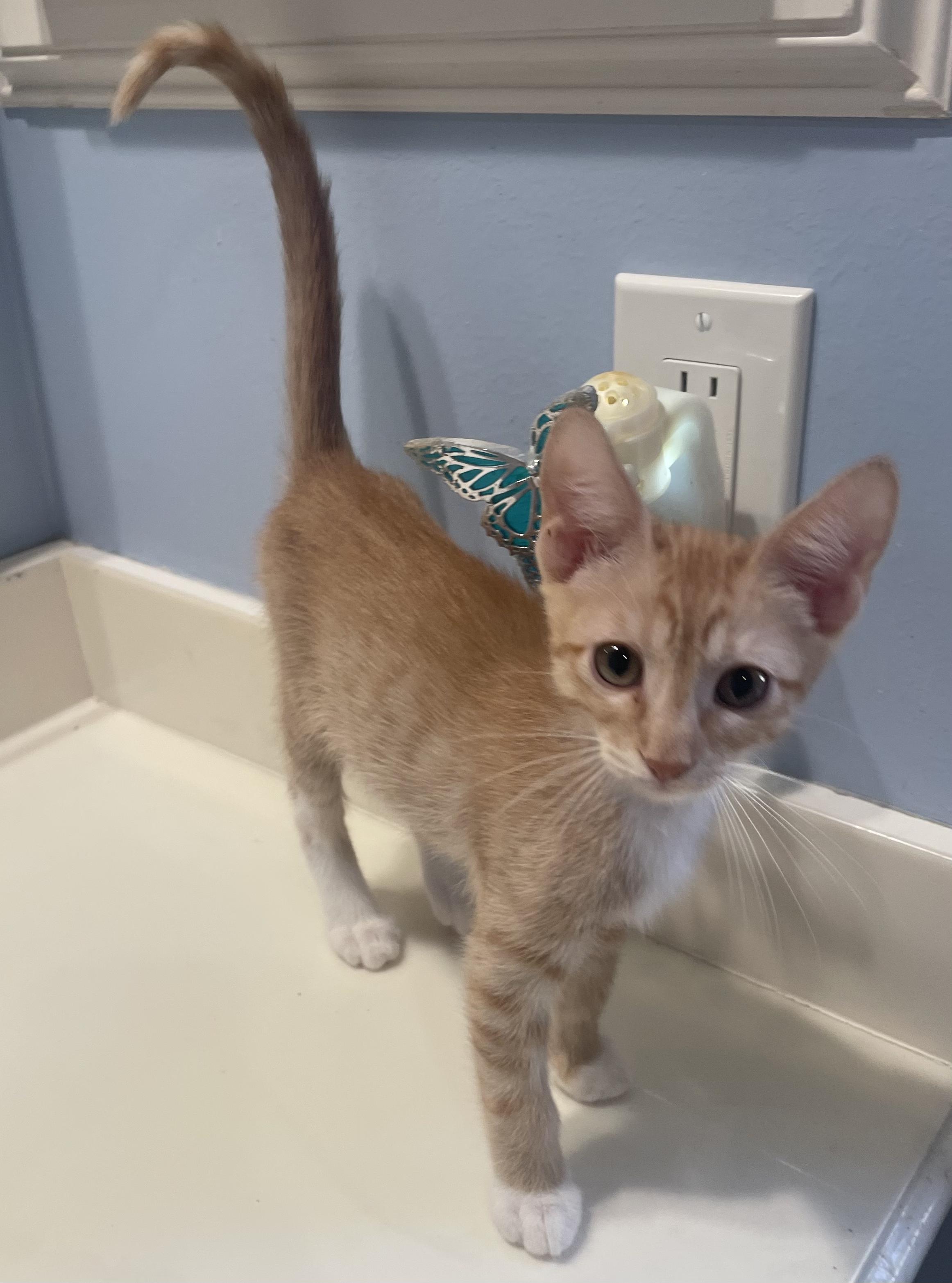 Ozzy-Portofino PetSmart