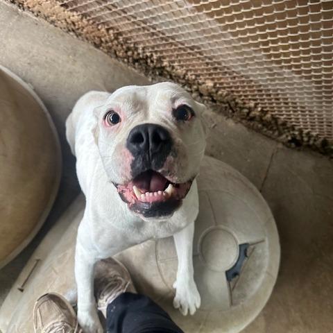 Enlarge Delilah, a Adoptable English Bulldog in Enterprise, AL image 1/1