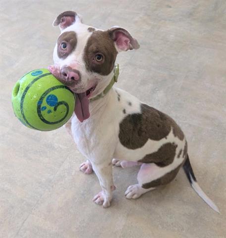 ZIPPY, Adoptable, Young Male Pit Bull Terrier.