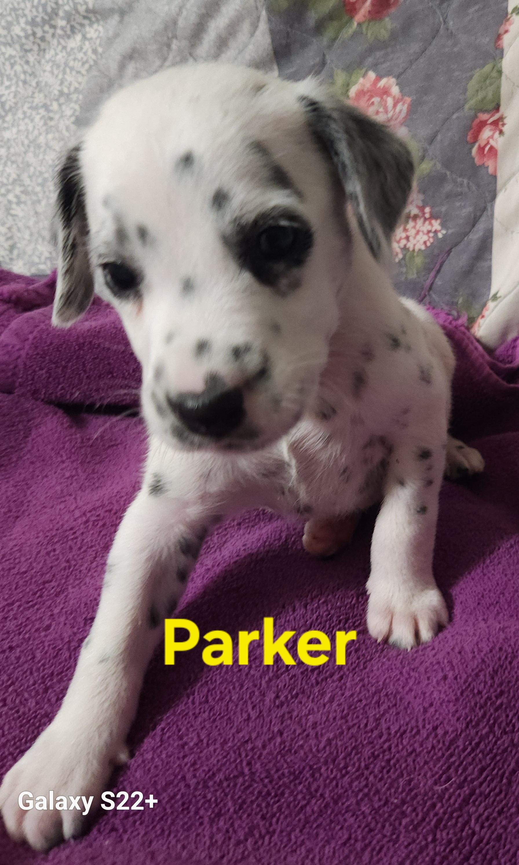 Enlarge Parker, a Adopted Dalmatian in North Augusta, SC image 2/4