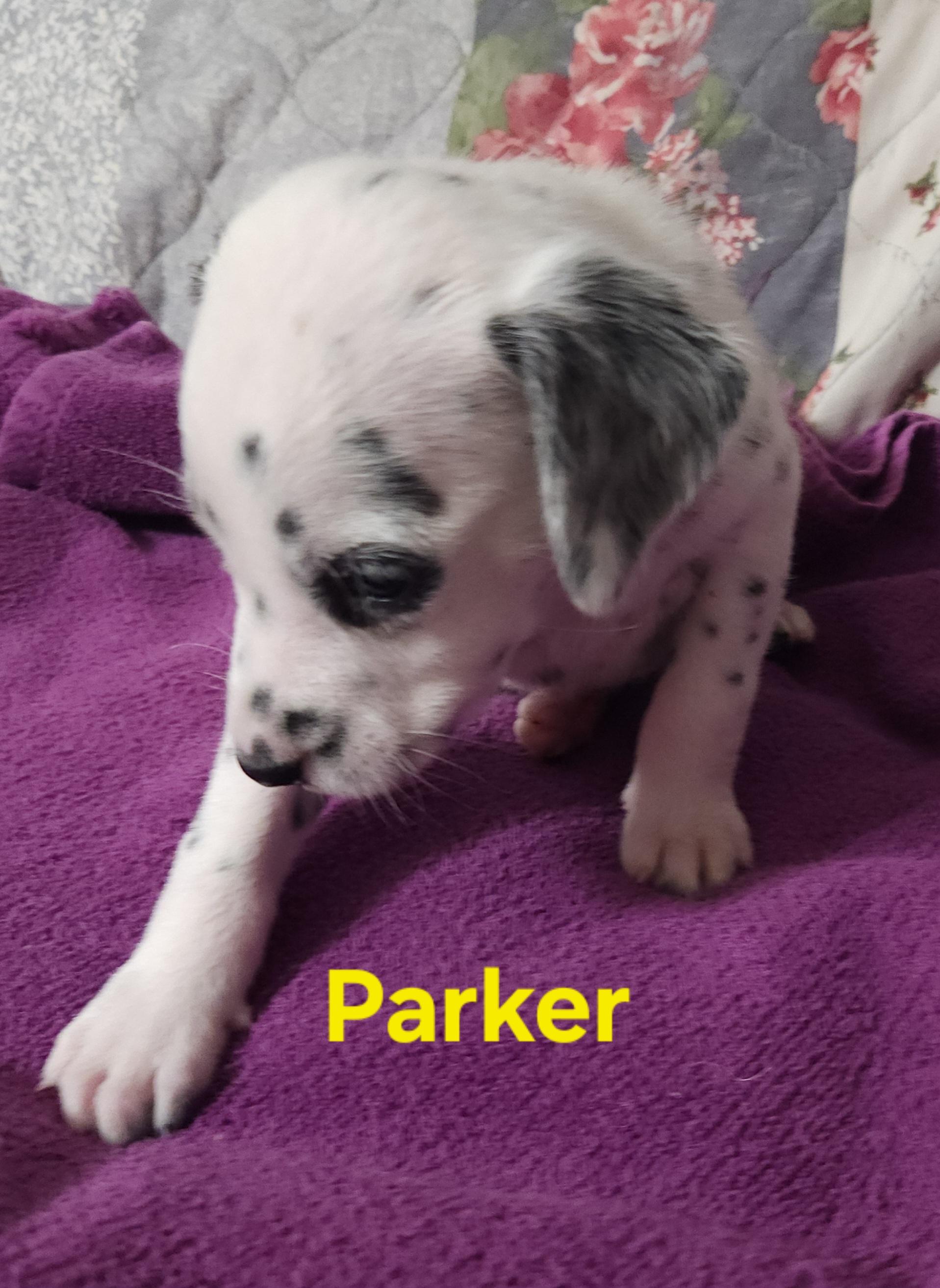 Enlarge Parker, a Adopted Dalmatian in North Augusta, SC image 4/4