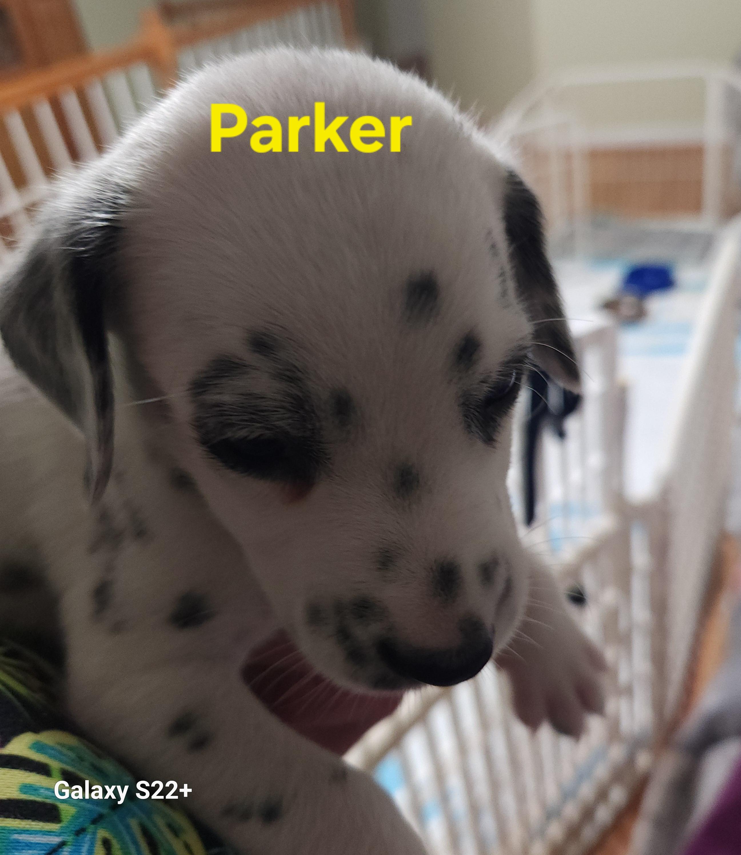 Enlarge Parker, a Adopted Dalmatian in North Augusta, SC image 3/4