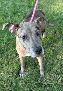 Ahsoka, Adoptable, Young Female Catahoula Leopard Dog & Mixed Breed.