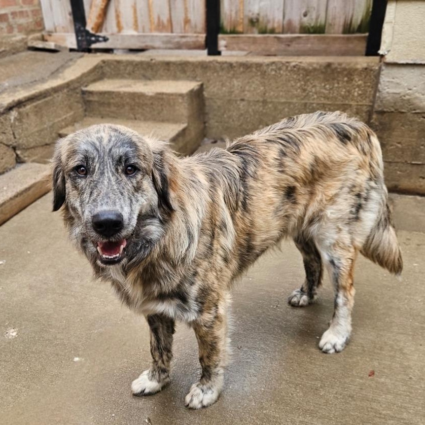 Enlarge Obi (PENDING!), a ADOPTABLE mixed breed in Chicago, IL image 1/6