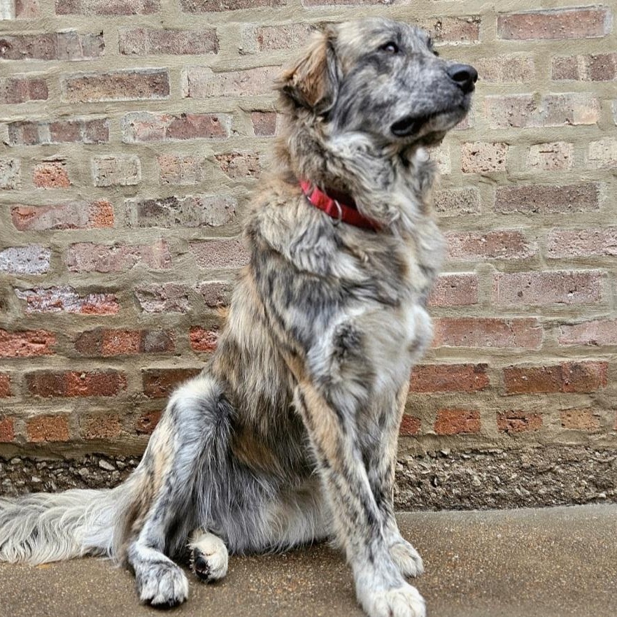 Enlarge Obi (PENDING!), a ADOPTABLE mixed breed in Chicago, IL image 2/6