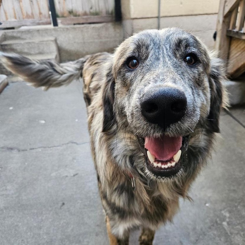 Enlarge Obi (PENDING!), a ADOPTABLE mixed breed in Chicago, IL image 5/6