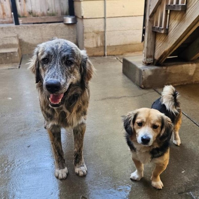 Enlarge Obi (PENDING!), a ADOPTABLE mixed breed in Chicago, IL image 4/6