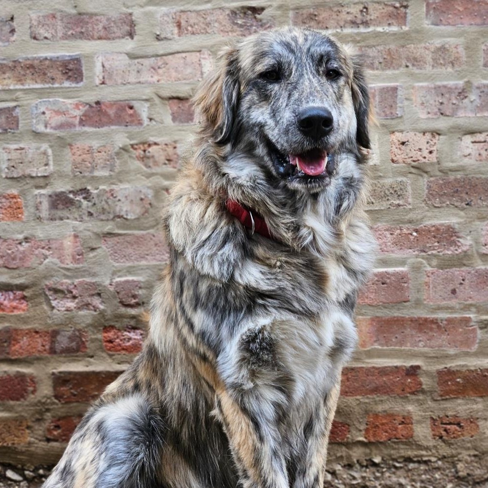 Enlarge Obi (PENDING!), a ADOPTABLE mixed breed in Chicago, IL image 6/6