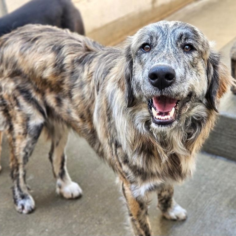 Enlarge Obi (PENDING!), a ADOPTABLE mixed breed in Chicago, IL image 3/6