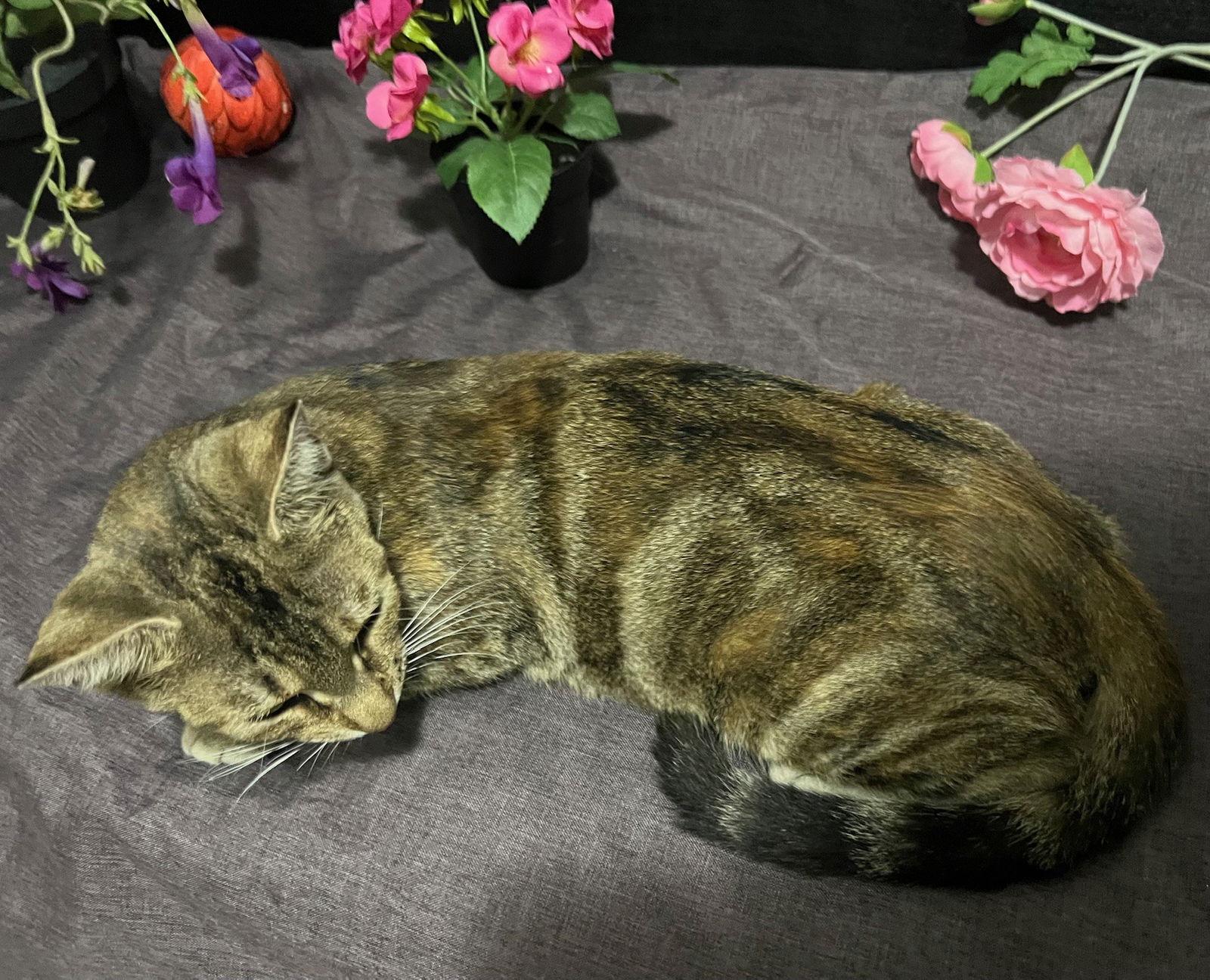 Misty, Adoptable, Young Female Tabby & Domestic Short Hair.