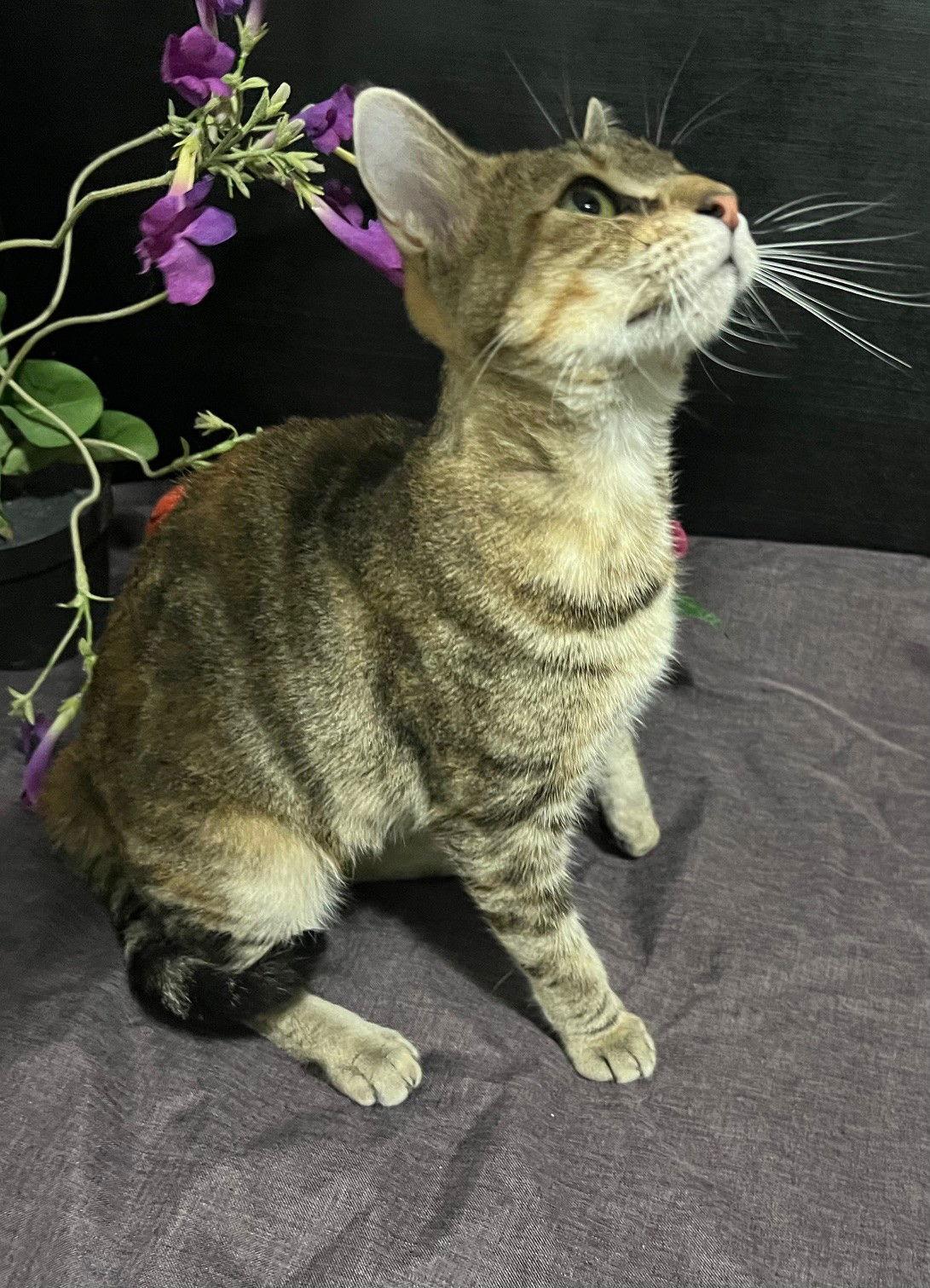 Enlarge Misty, a Adoptable mixed breed in Fayetteville, GA image 3/3