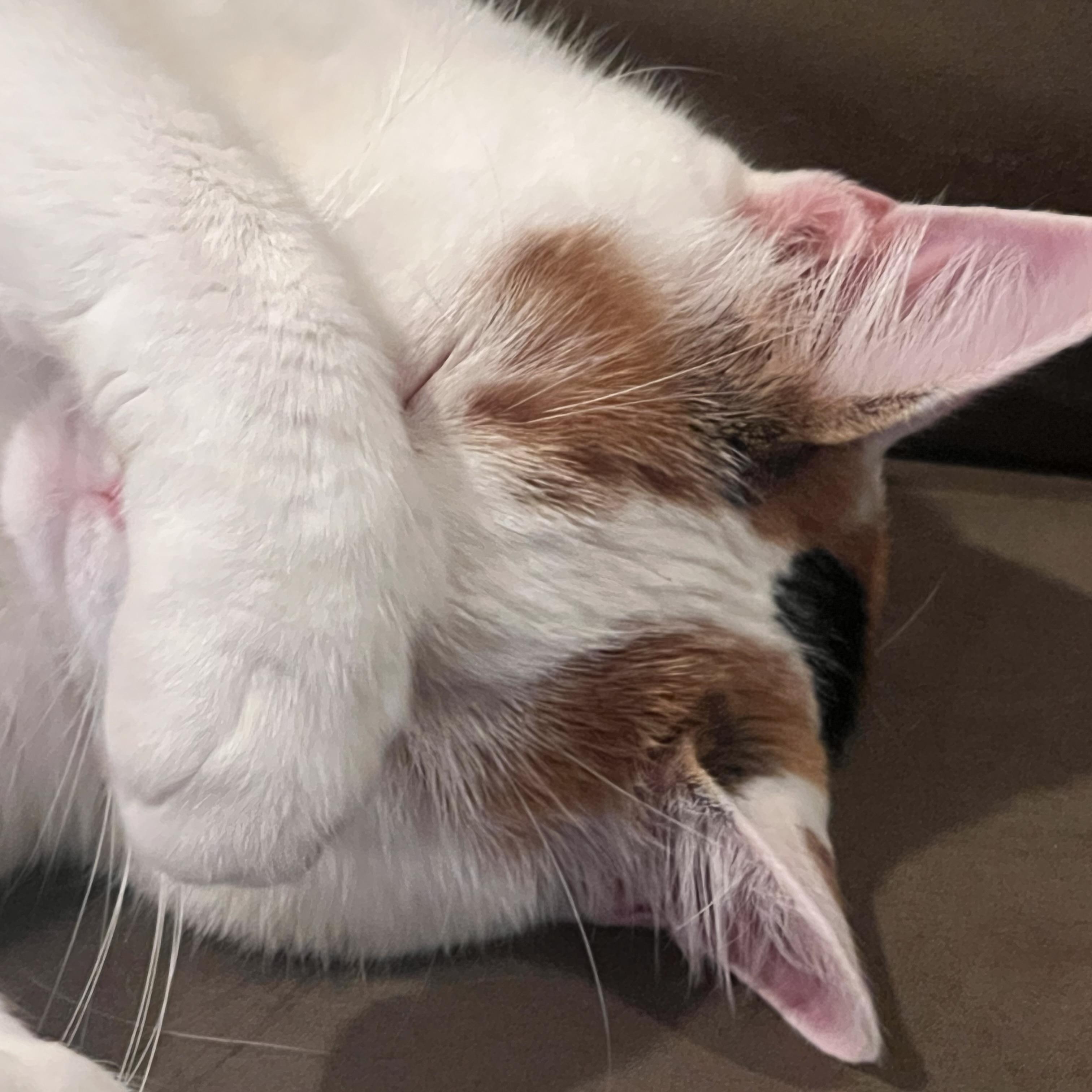 Queen Marie Antoinette, Adoptable, Adult Female Domestic Medium Hair & Turkish Van.