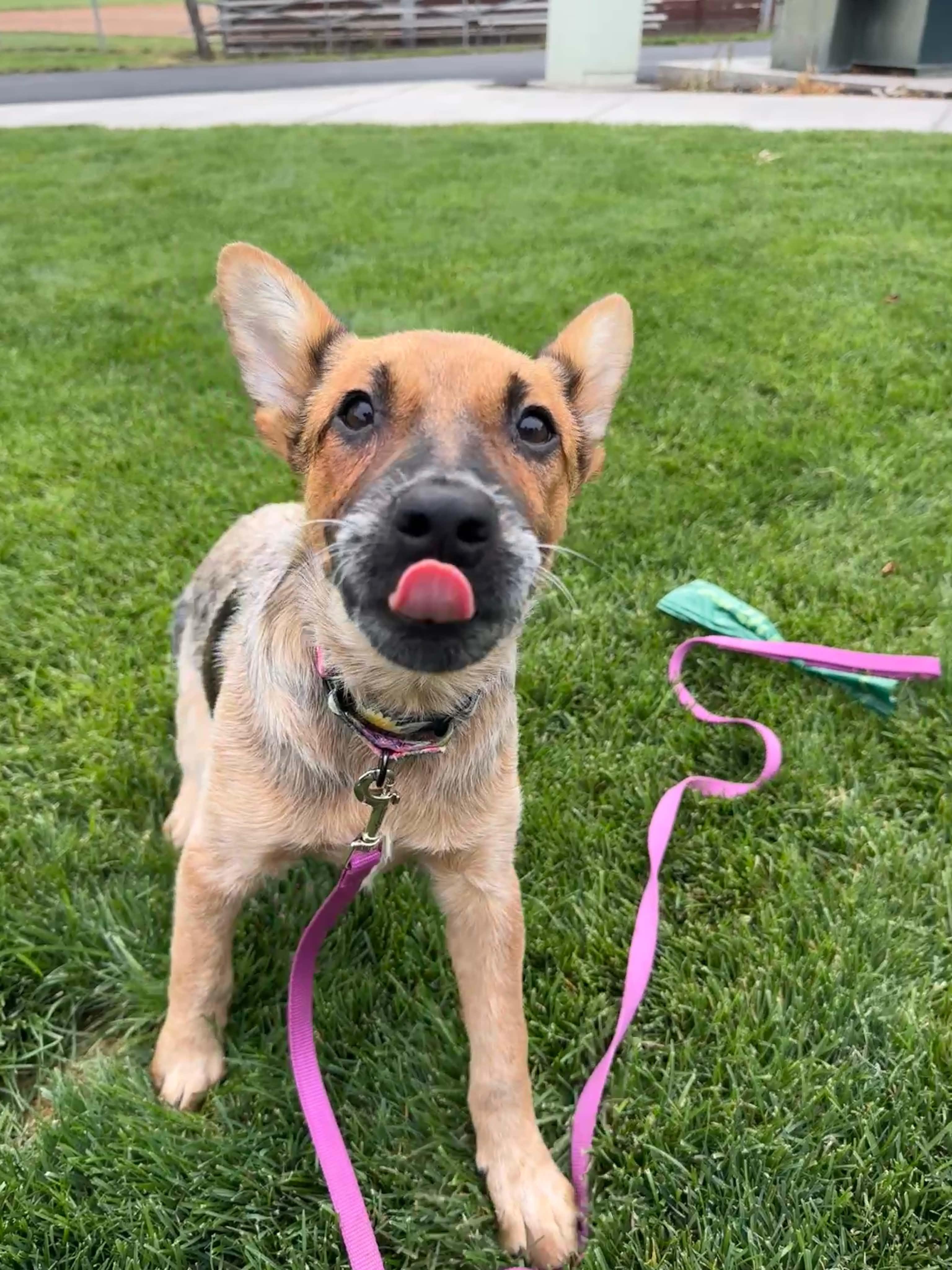 Enlarge Reba, a ADOPTABLE mixed breed in Bend, OR image 4/4