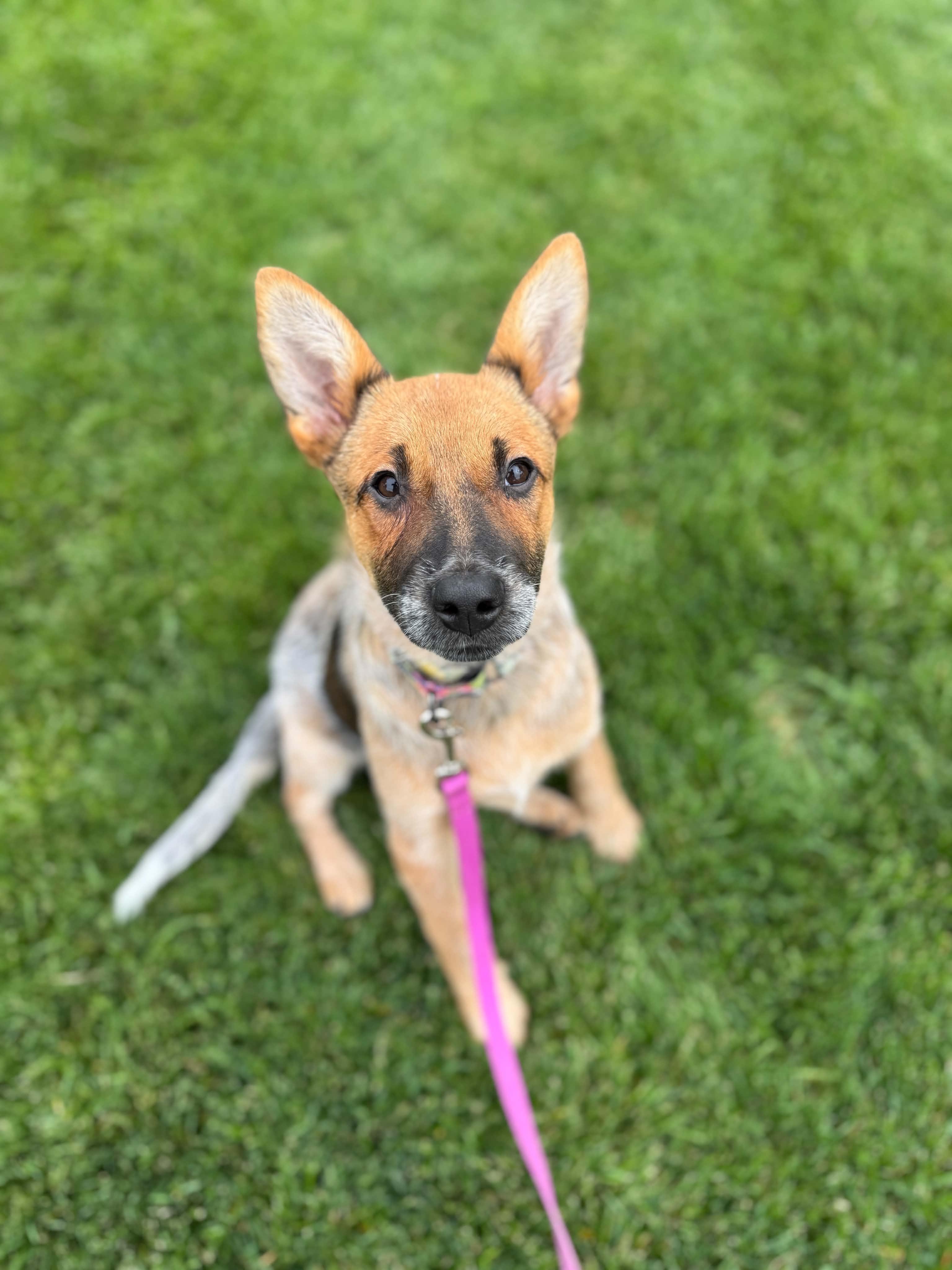 Enlarge Reba, a ADOPTABLE mixed breed in Bend, OR image 2/4