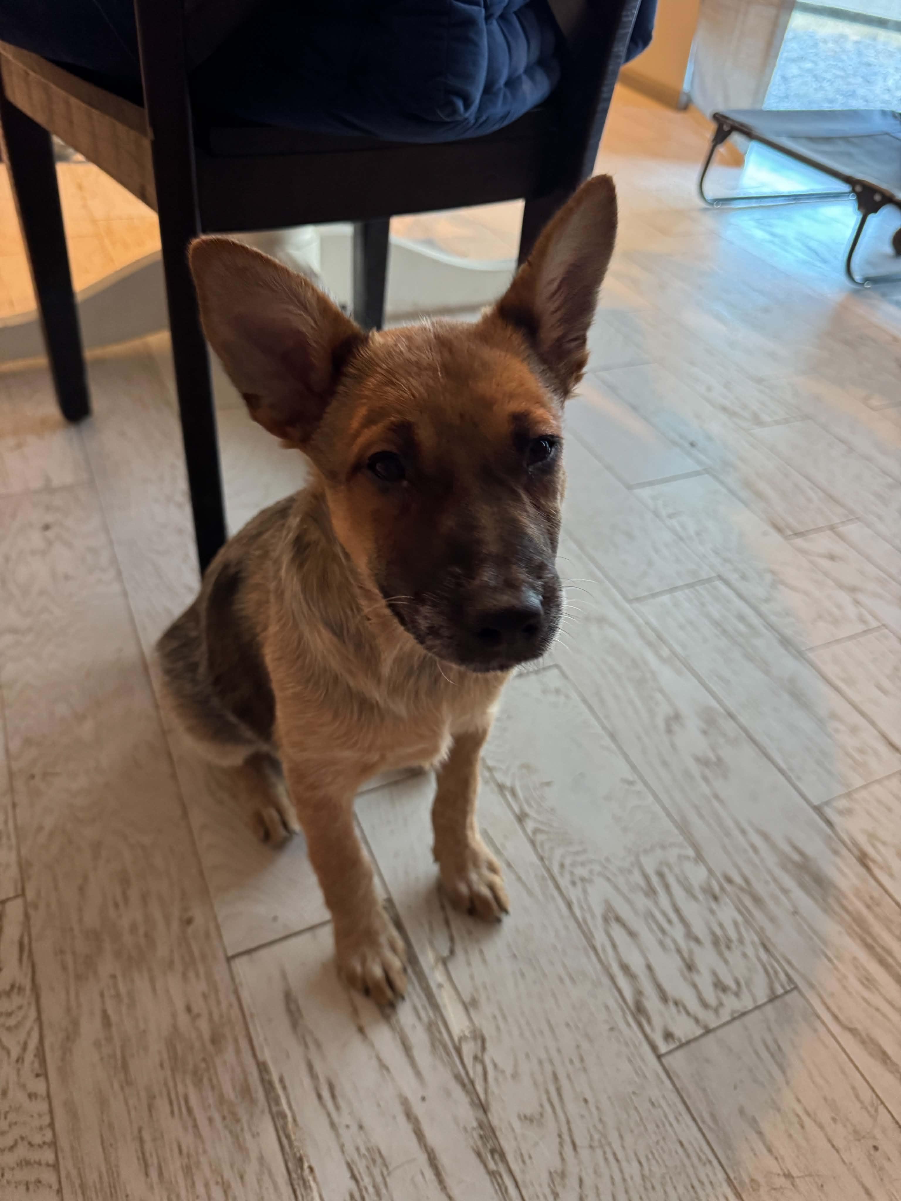 Reba, ADOPTABLE, Puppy Female Australian Cattle Dog / Blue Heeler.