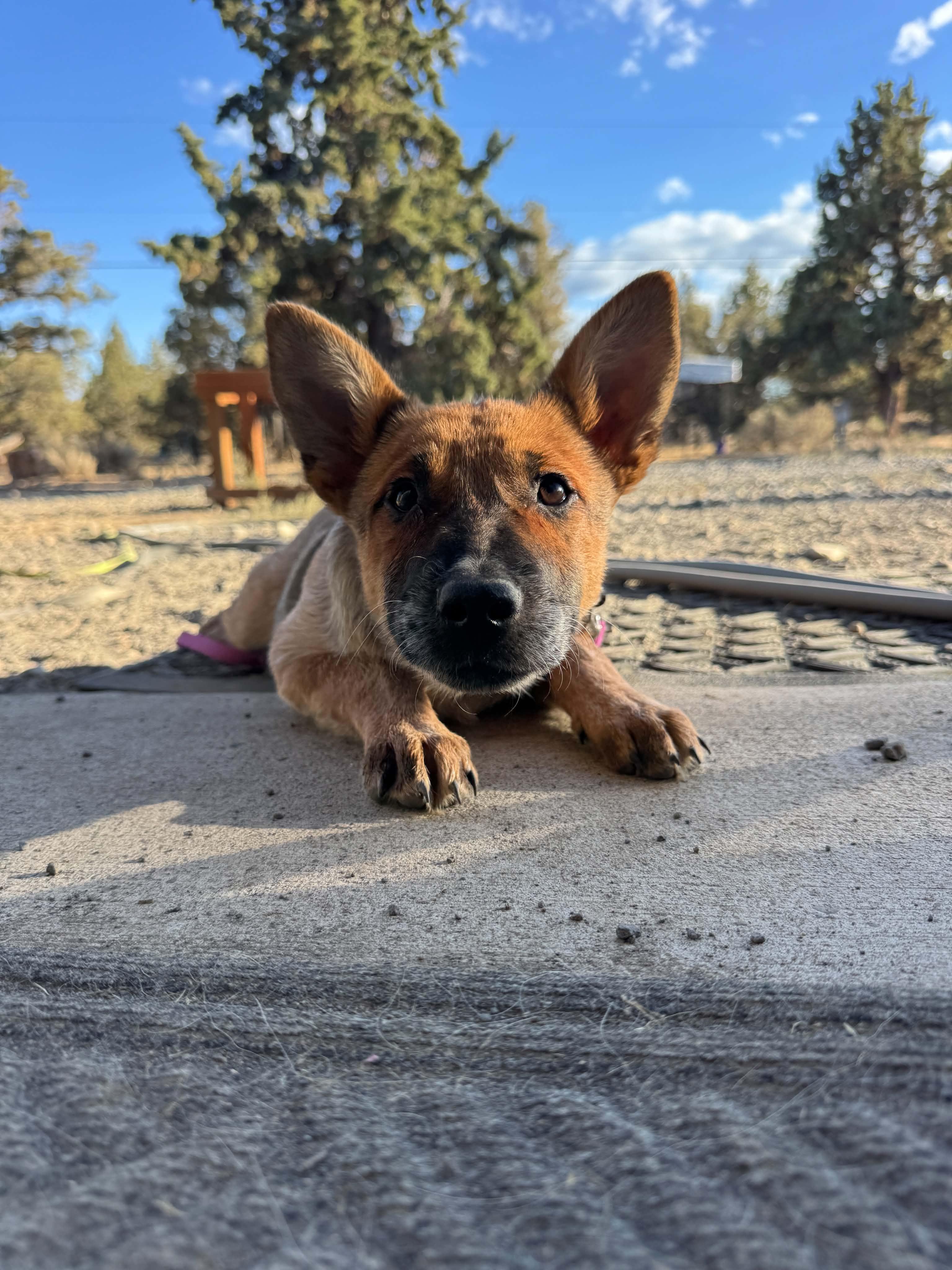 Enlarge Reba, a ADOPTABLE mixed breed in Bend, OR image 3/4