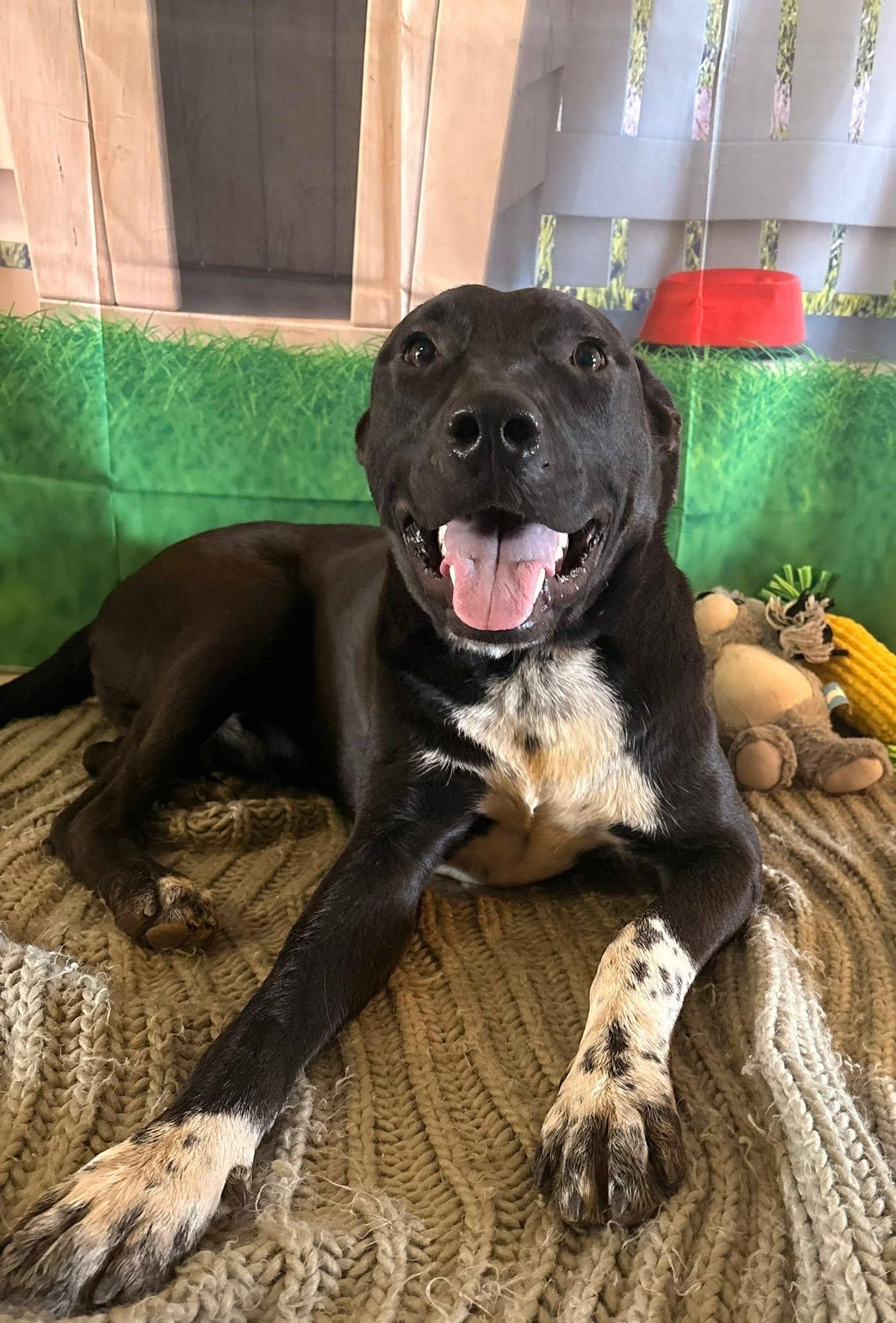 King, a ADOPTABLE mixed breed in Coahoma, TX image 2/5